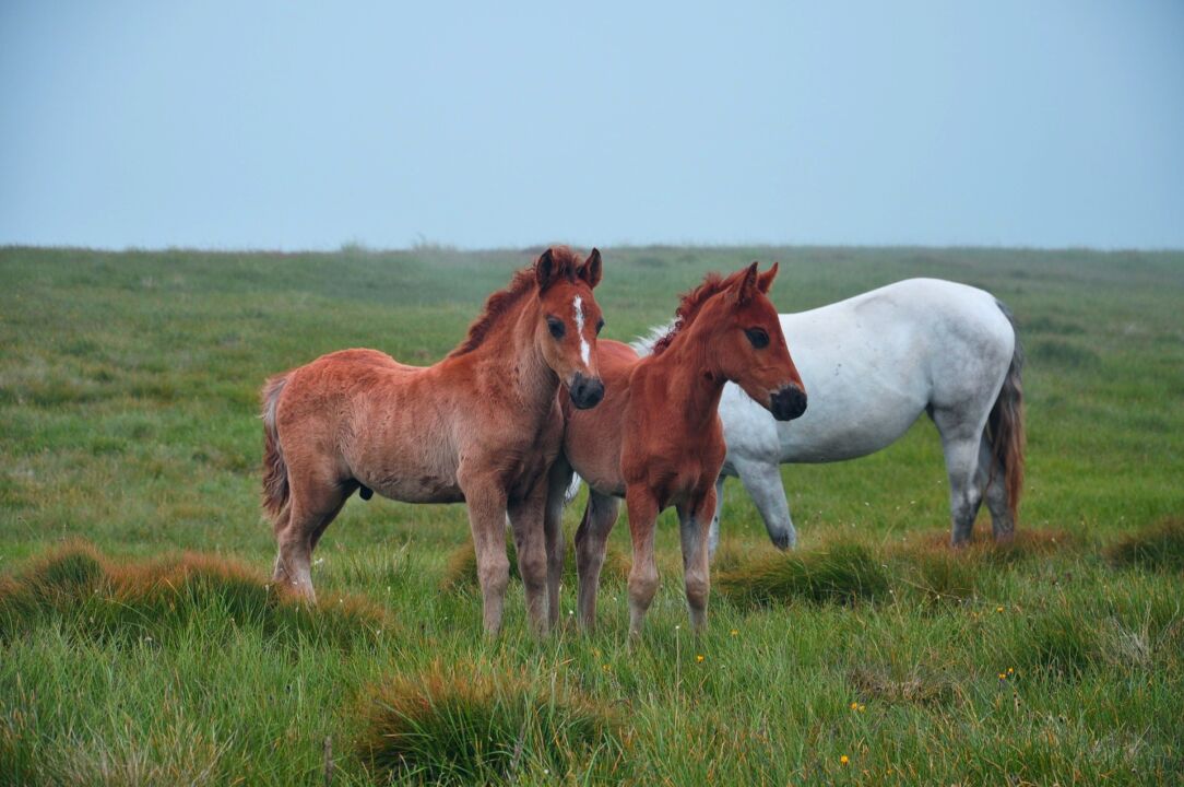 Carrapatos são ameaça silenciosa e podem impedir animal de participar de provas internacionais