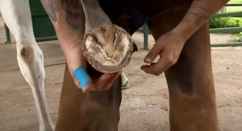 Cascos sensíveis demandam mais atenção do ferrageador 2 Cascos sensíveis demandam mais atenção do ferrageador