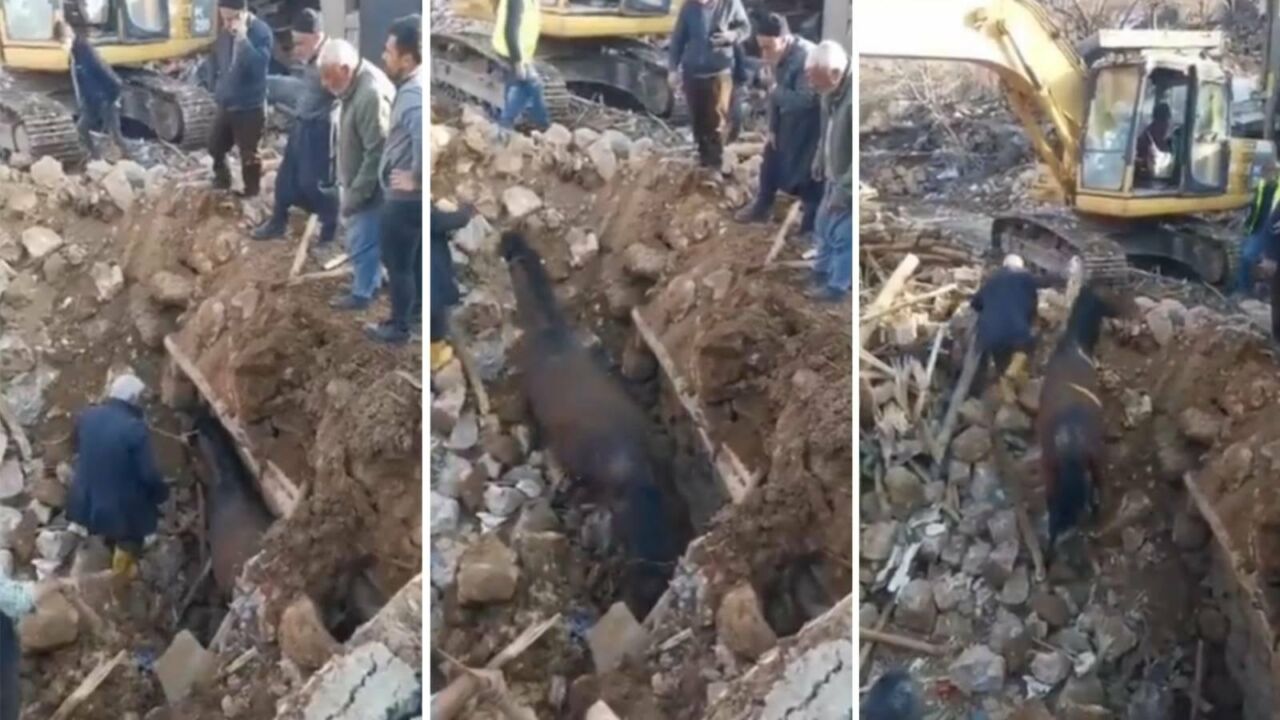 cavalo e encontrado vivo nos escombros do terremoto na turquia 1