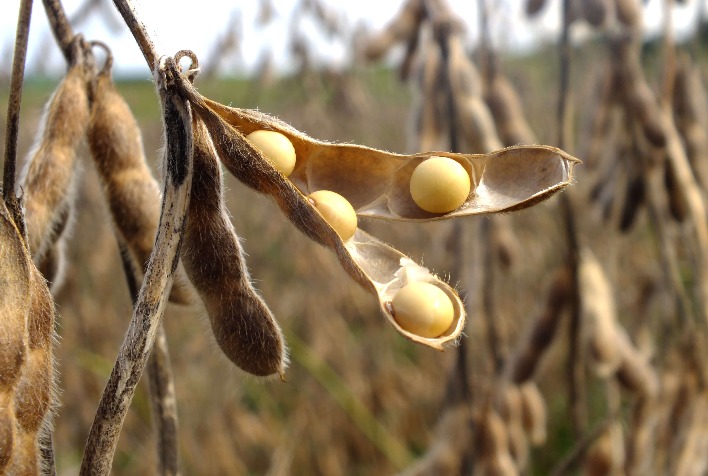 cesb comemora 15 anos com resultados e contribuicoes efetivas para o desenvolvimento da sojicultura nacional