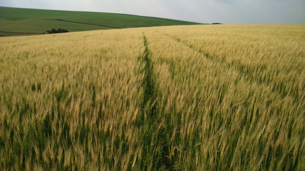 Cevada como alternativa econômica no inverno é tema de palestra em Sertão/RS 2 cevada como alternativa economica no inverno e tema de palestra em sertao rs