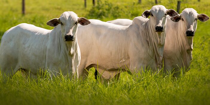 china retira embargo as importacoes de carne bovina do brasil 1
