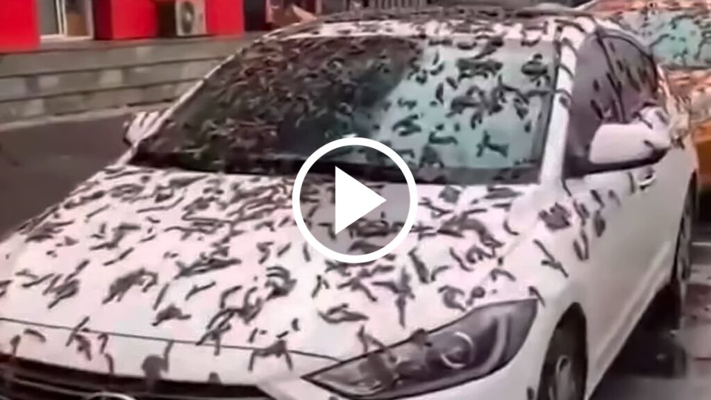 chuva de vermes na china desvendando esta misterio