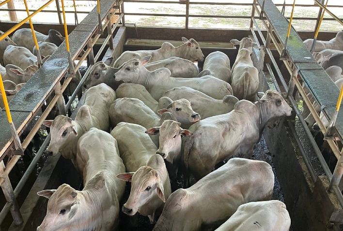 circuito nelore de qualidade avalia 488 bovinos em primeira etapa do ano na bolivia