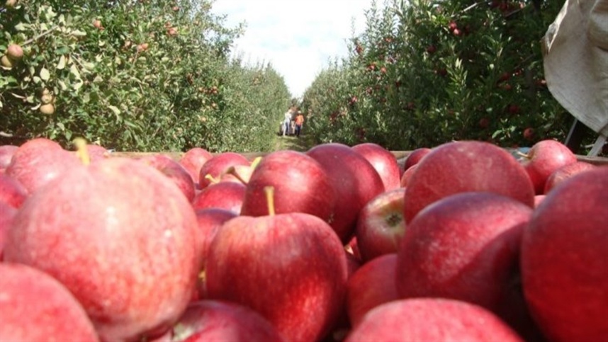 colheita da maca fuji avanca 1