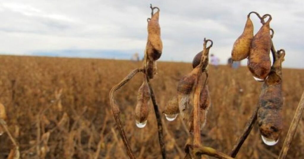 Colheita de soja da safra 2022/23 no Brasil atinge 43% da área, revela AgRural • Portal DBO 2 colheita de soja da safra 2022 23 no brasil atinge 43 da area revela agrural portal dbo