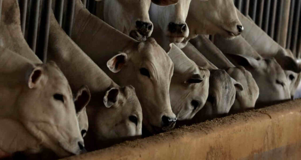 como o cenario de baixa do boi gordo interfere nas principais acoes do agro money times
