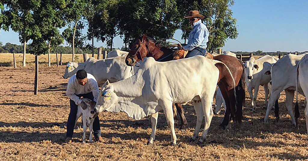como os bovinos podem ser ensinados a desenvolver comportamento favoravel ao manejo portal dbo