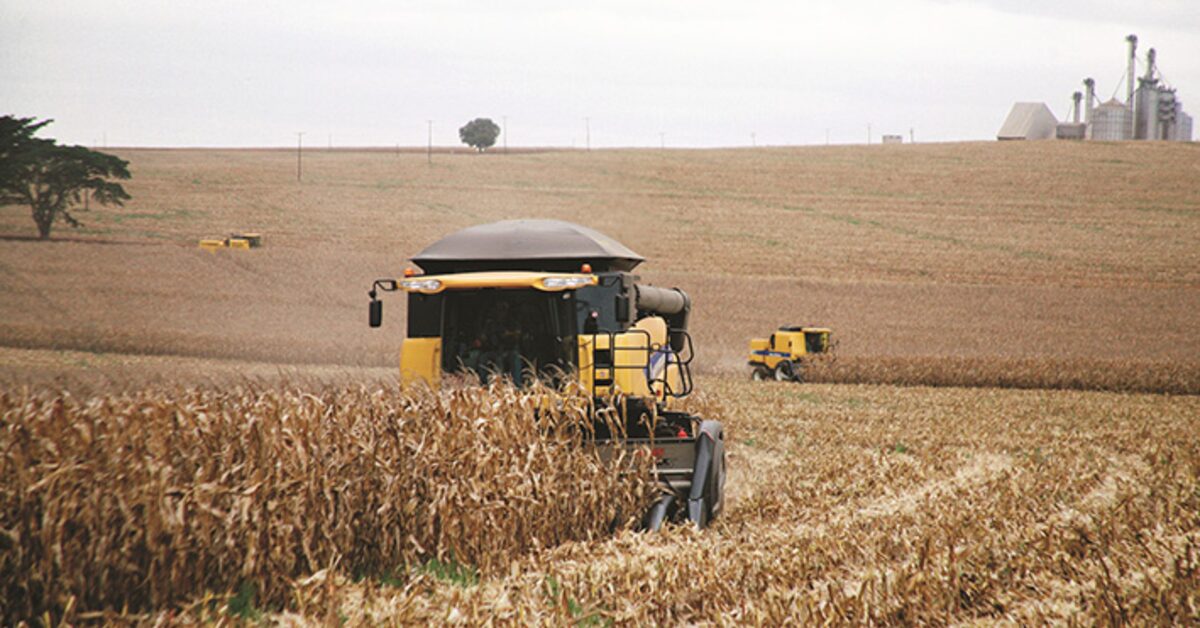 comprador se retrai e cotacoes do milho estao em queda portal dbo