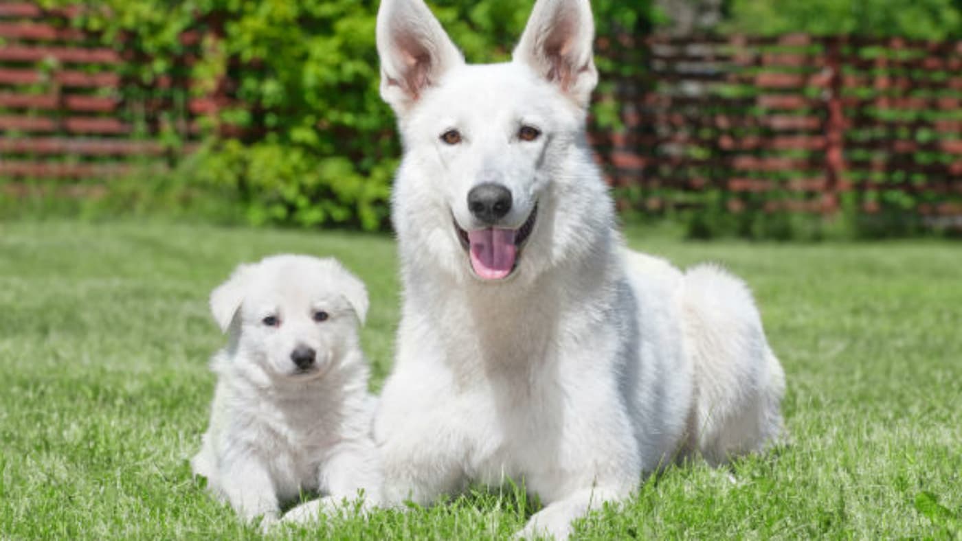 Conheça a raça Pastor Branco Suíço 1 Conheça a raça Pastor Branco Suíço