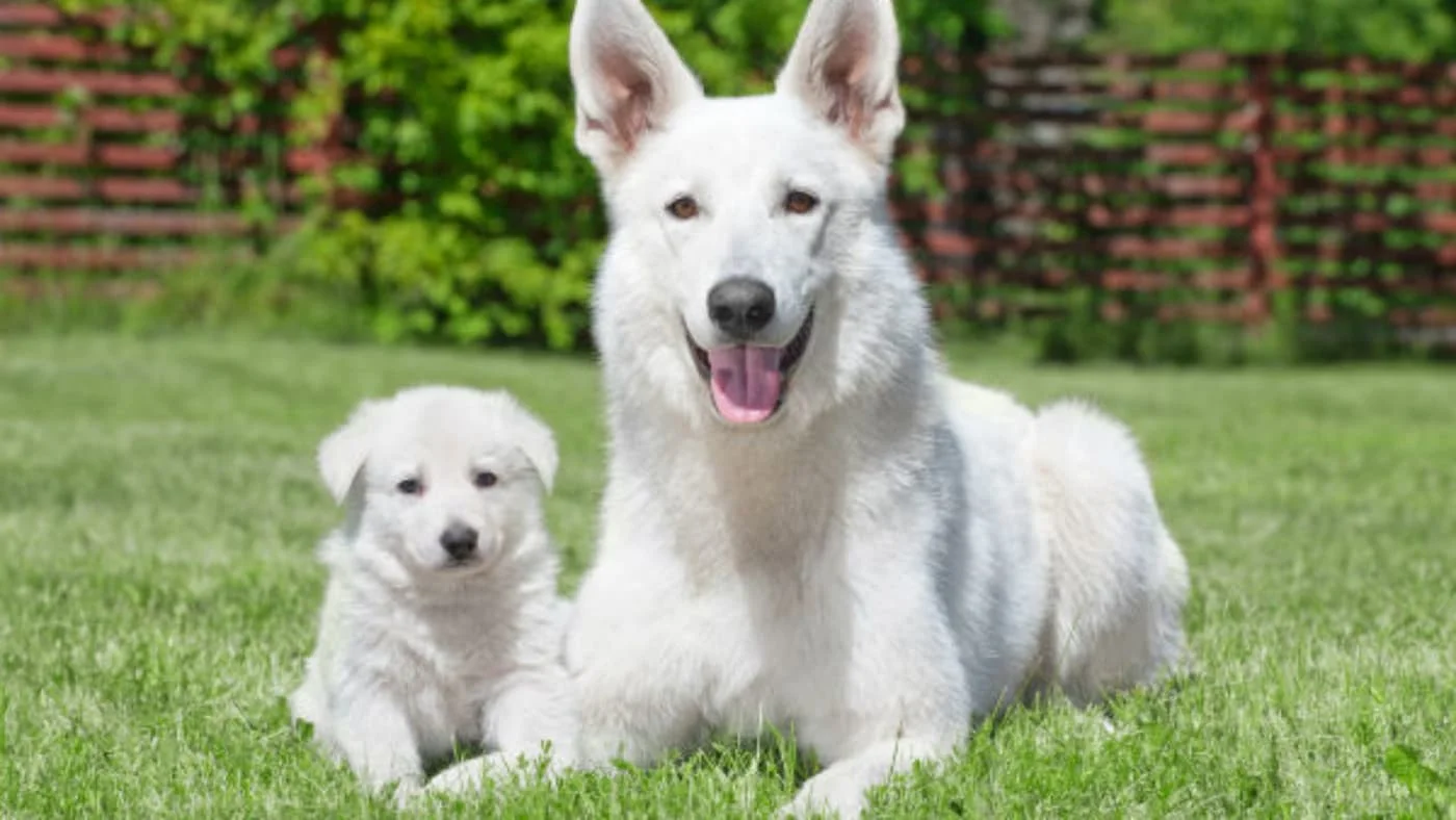 conheca a raca pastor branco suico 1