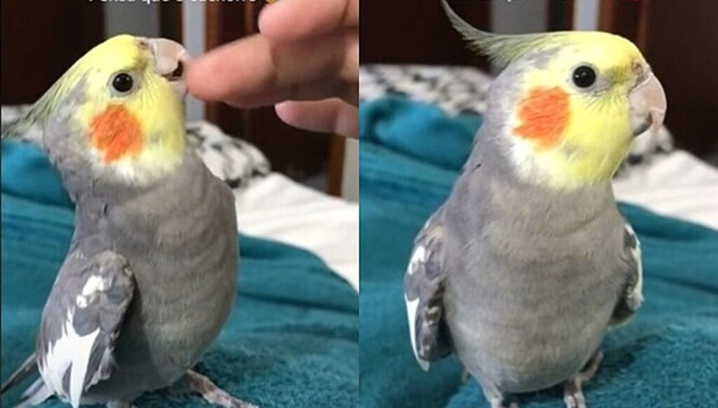 Conheça a Sushi, calopsita que rosna e late 2 conheca a sushi calopsita que rosna e late 1