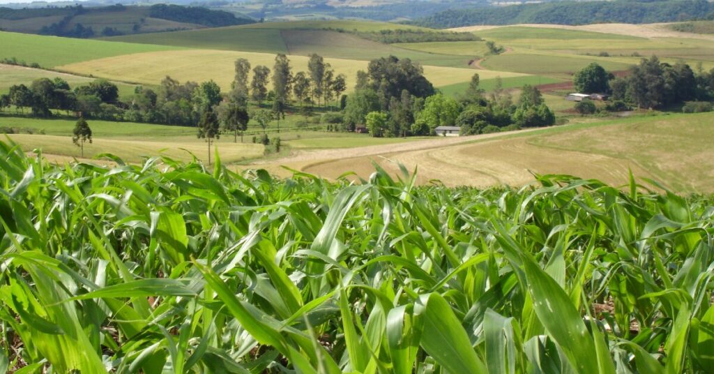 Corteva espera que agricultores invistam em maior produção de soja e milho • Portal DBO 2 corteva espera que agricultores invistam em maior producao de soja e milho portal dbo