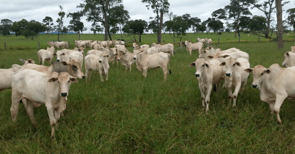 cotacoes sobem em muitas pracas brasileiras aponta a sp global portal dbo