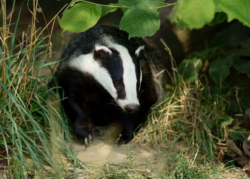 culling badgers not the answer warns uk consultant 1