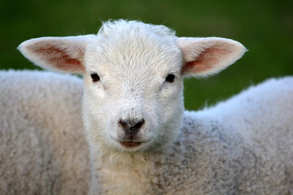 No export benchmark price tracker for lamb – Bord Bia