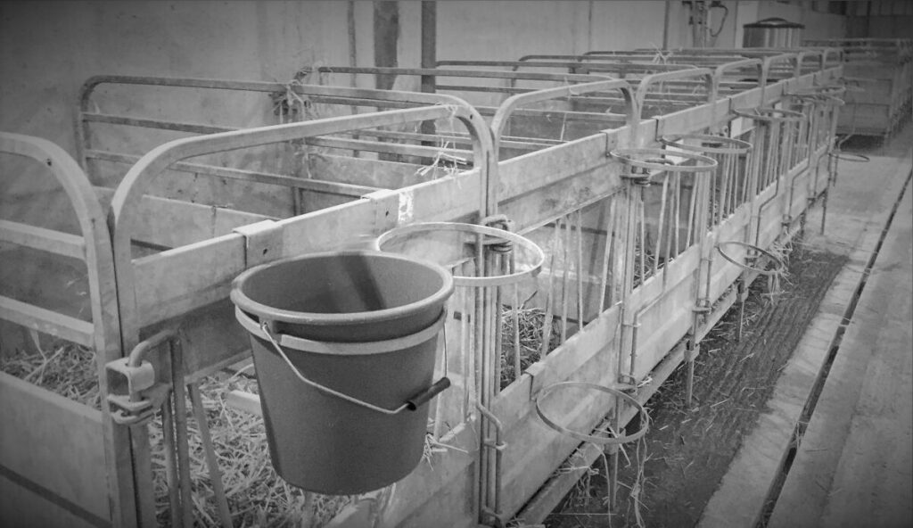 dafm issues statement on video of irish calves in french lairage