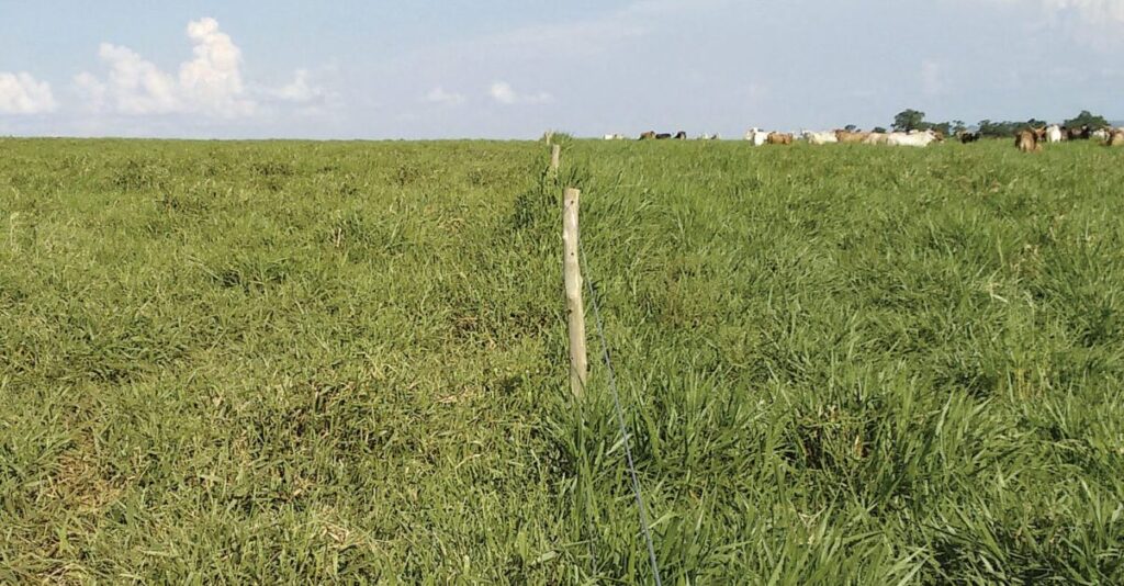 dia de campo apresenta resultados produtivos com intensificacao portal dbo