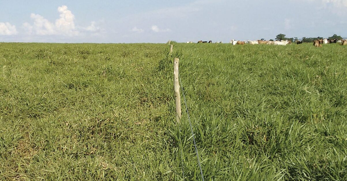 dia de campo apresenta resultados produtivos com intensificacao portal dbo