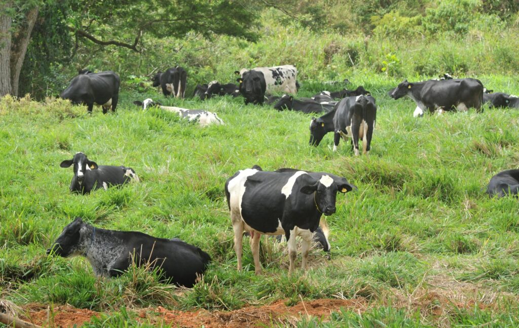 vacas de leite pasto Pecuária