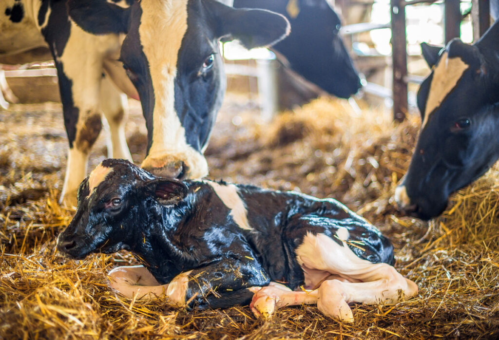 efsa outlines new recommendations for calf welfare 1