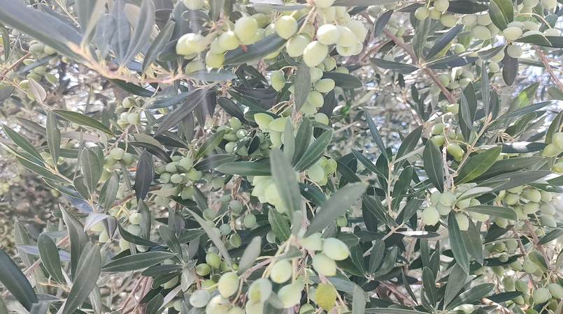 Em 10 anos, olivicultura gaúcha investe mais de R$ 1 bilhão para ampliar a produção