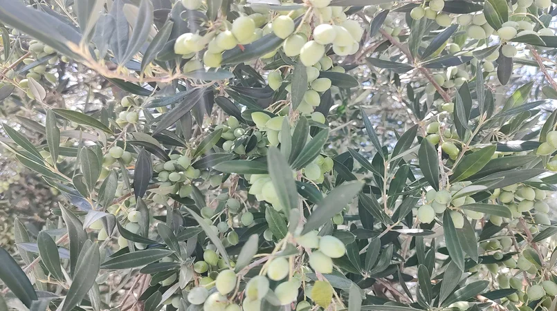 Em 10 anos, olivicultura gaúcha investe mais de R$ 1 bilhão para ampliar a produção 1 em 10 anos olivicultura gaucha investe mais de r 1 bilhao para ampliar a producao