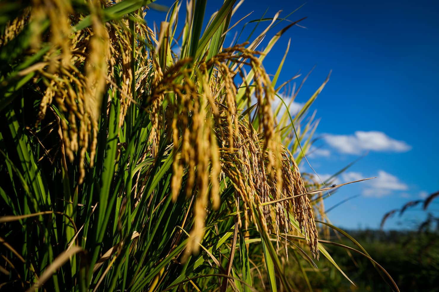 em goias vbp da producao de arroz tem projecao de crescimento de 245