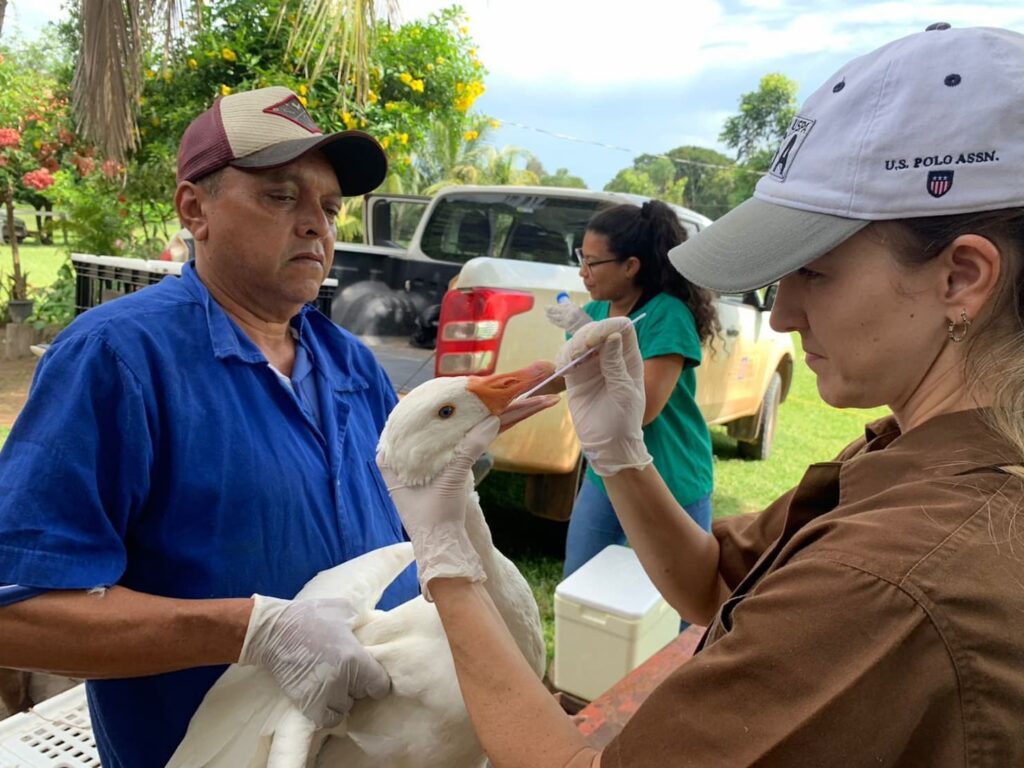 Em Mato Grosso, Indea colhe amostras para acompanhar aves 2 em mato grosso indea colhe amostras para acompanhar aves 1