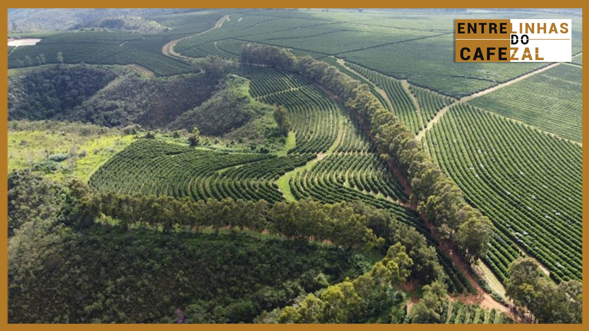 em uma das areas mais lindas do cerrado cafeicultura significa continuar um