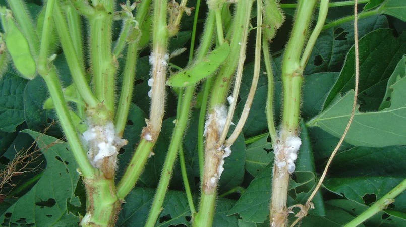 Embrapa: Cepas brasileiras de fungos têm potencial para controlar o mofo-branco 6 embrapa cepas brasileiras de fungos tem potencial para controlar o mofo branco