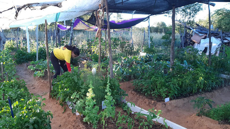 Embrapa e parceiros apoiam produção comunitária de alimentos no Maranhão