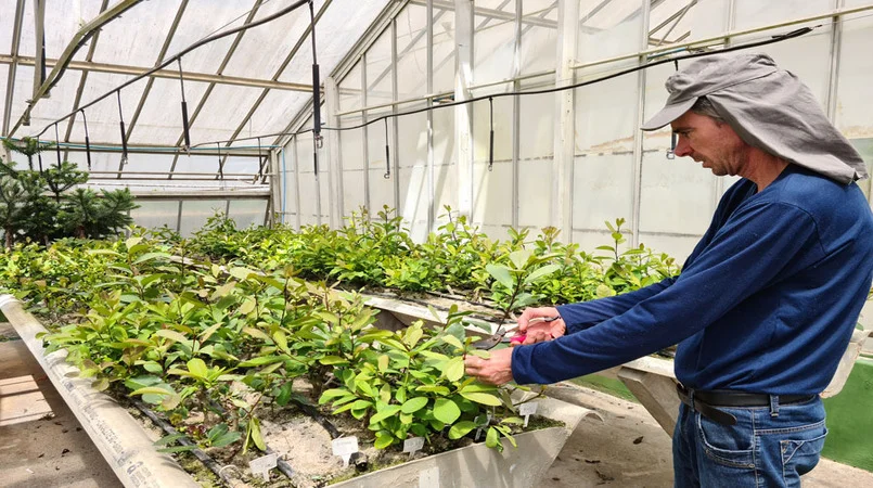 Embrapa: Novo sistema de cultivo de erva-mate pode produzir até 10 vezes mais que o tradicional 4 embrapa novo sistema de cultivo de erva mate pode produzir ate 10 vezes mais que o tradicional