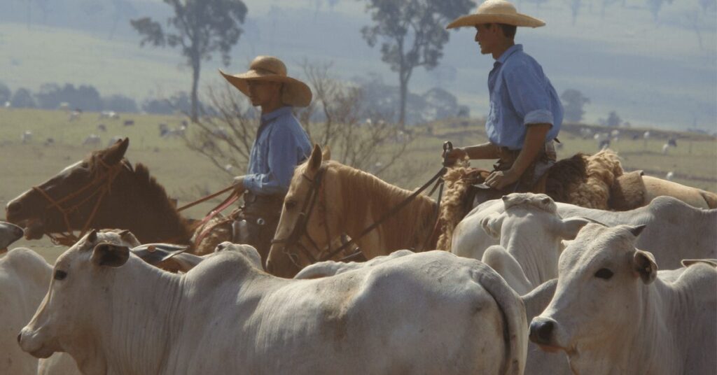 empregos na agropecuaria de mato grosso do sul crescem 63 em um ano portal dbo 3