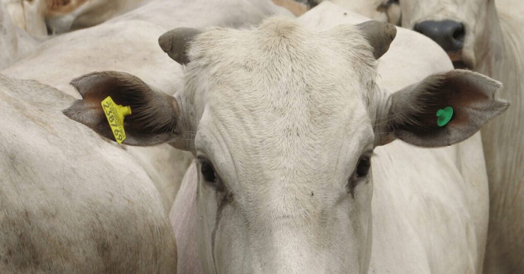 especialistas debatem importância da rastreabilidade bovina • Portal DBO 2 especialistas debatem importancia da rastreabilidade bovina portal dbo