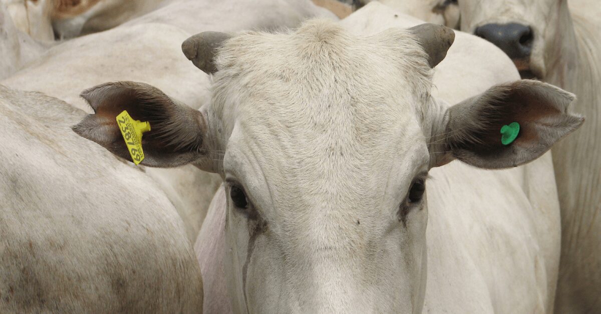 especialistas debatem importancia da rastreabilidade bovina portal dbo