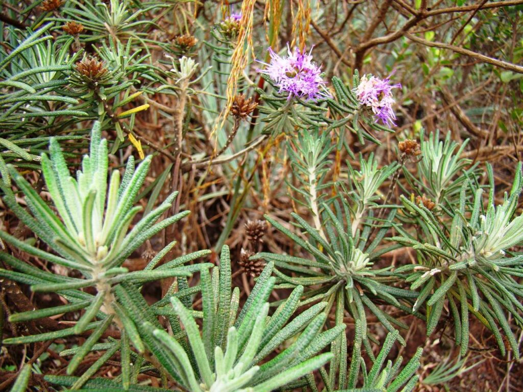 estudantes desenvolvem curativo com o oleo cicatrizante da planta arnica da serra