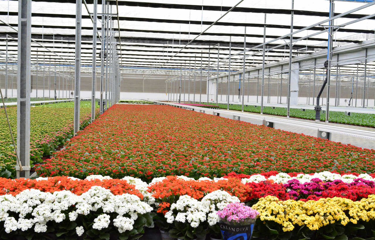 evento expoe mais de 30 variedades de rosas e cerca de 200 tipos de flores e plantas ornamentais