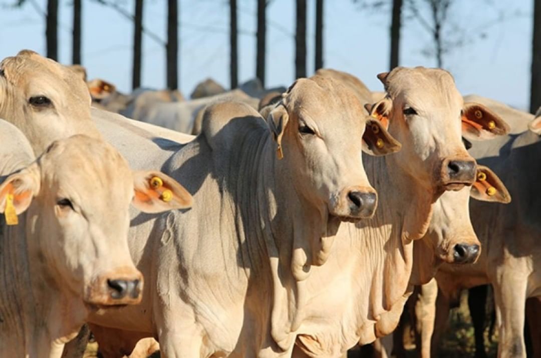 exportacoes da china expectativa para retomada