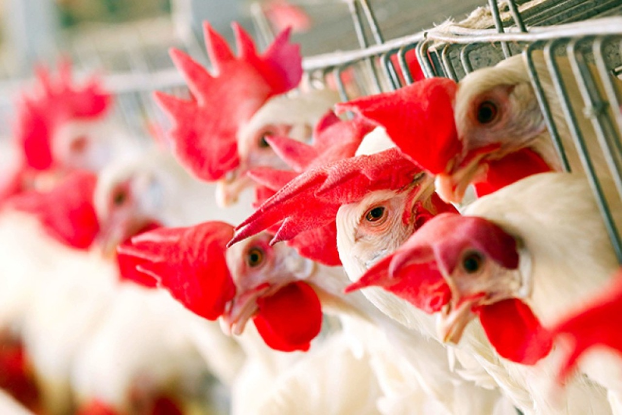 exportacoes de material genetico avicola crescem 918 no primeiro bimestre 1