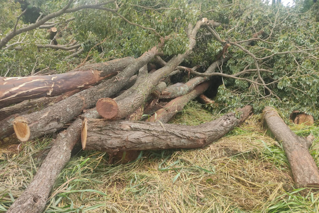 fiscalizacao ambiental impede desmatamento de ipe roxo no noroeste do parana