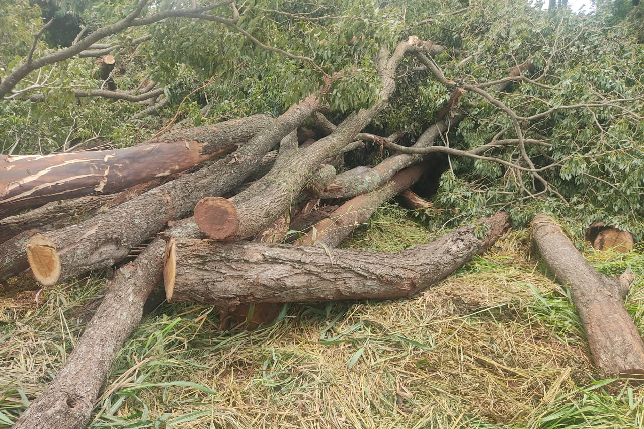 fiscalizacao ambiental impede desmatamento de ipe roxo no noroeste do parana
