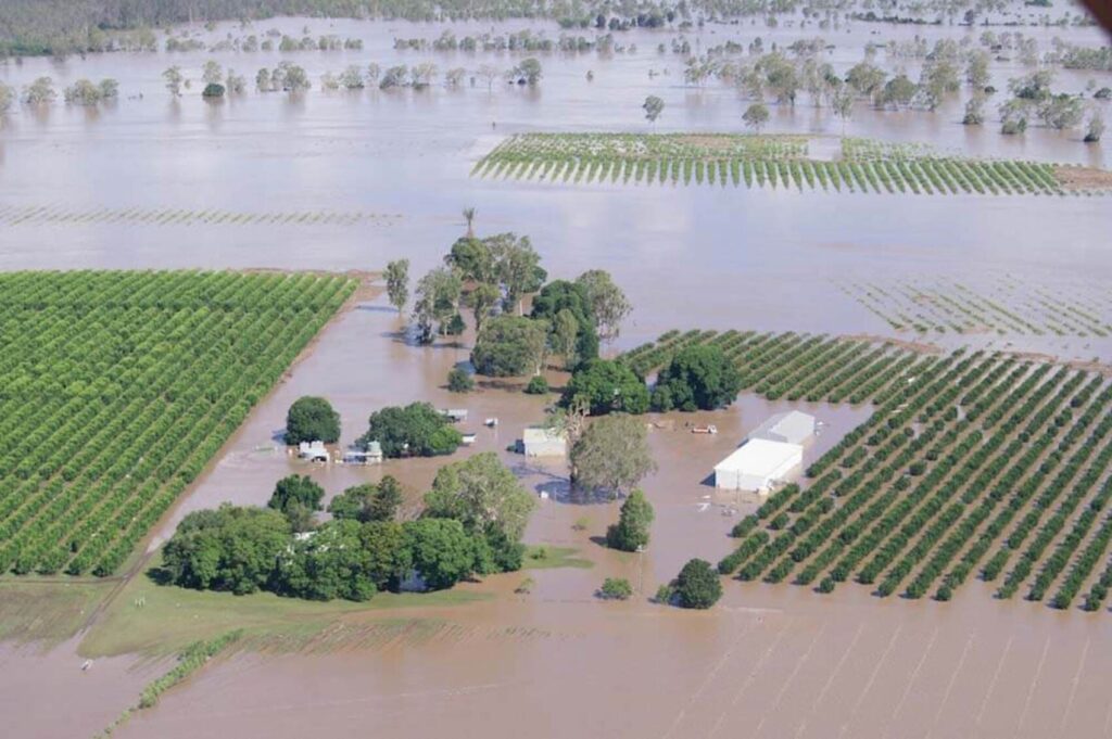 produtores de leite da Califórnia enfrentam enchentes