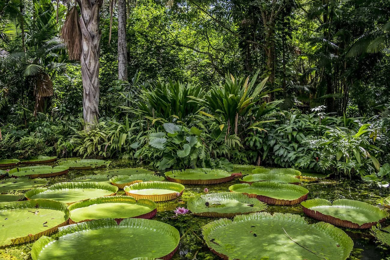 floresta amazonica a maior emissora de co2 do brasil 1
