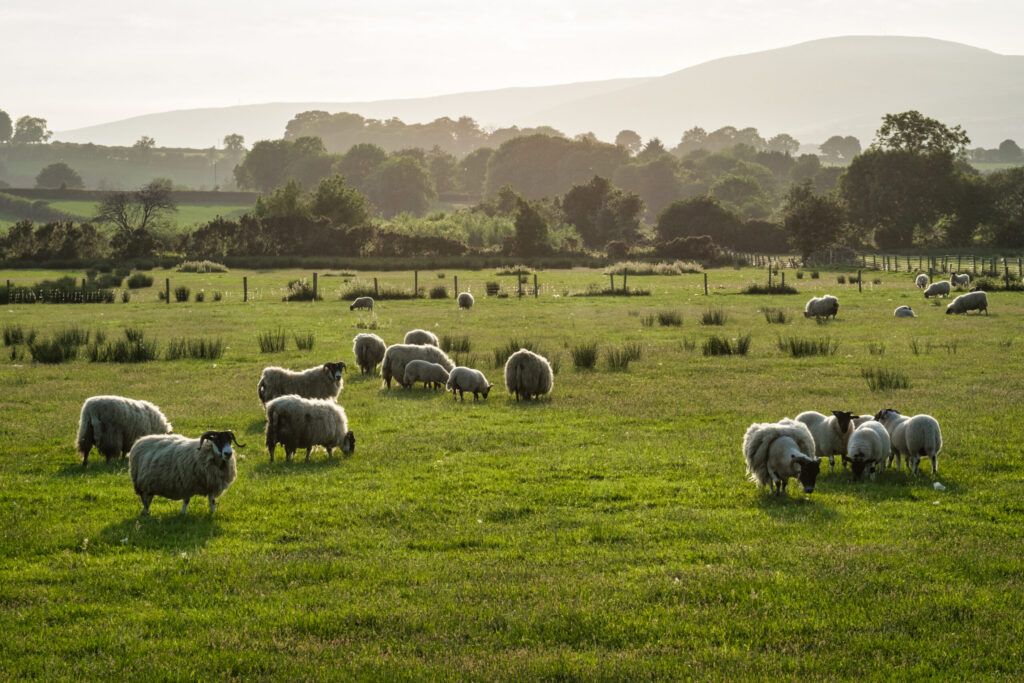 get money into sheep farmers pockets minister urged 1