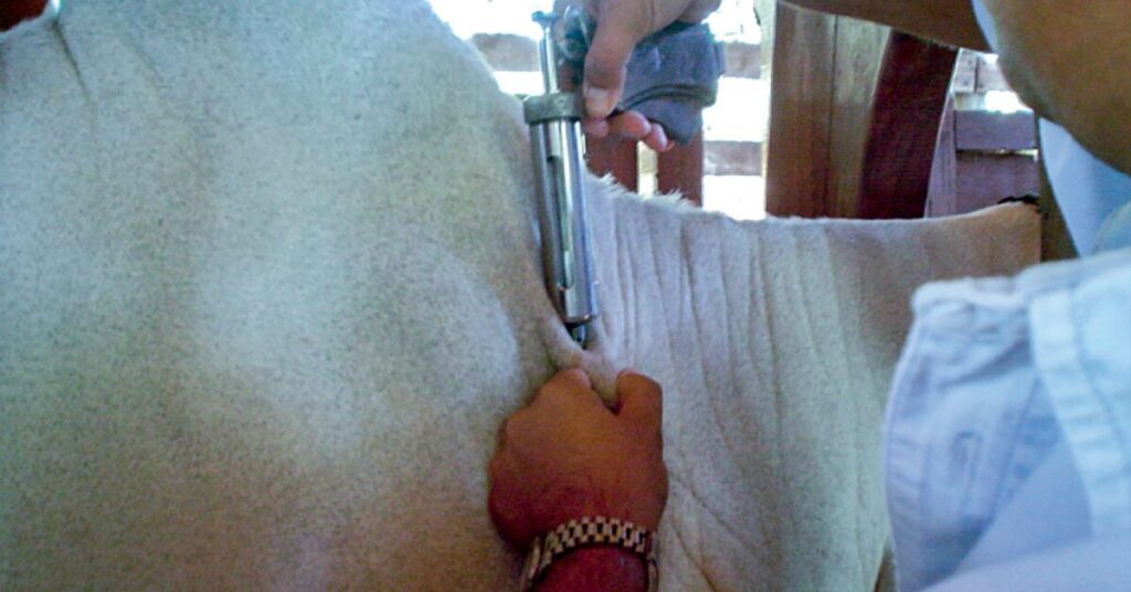 governo do am recebe vacinas para campanha contra febre aftosa portal dbo 3