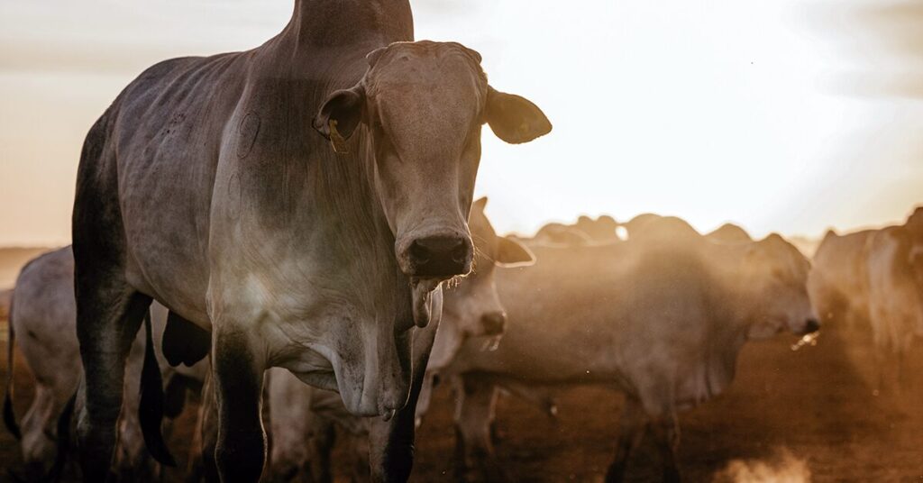 hedge ainda e paradigma portal dbo