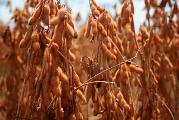 hedgepoint avalia impactos da estiagem nas lavouras gauchas durante a safra 2022 2023