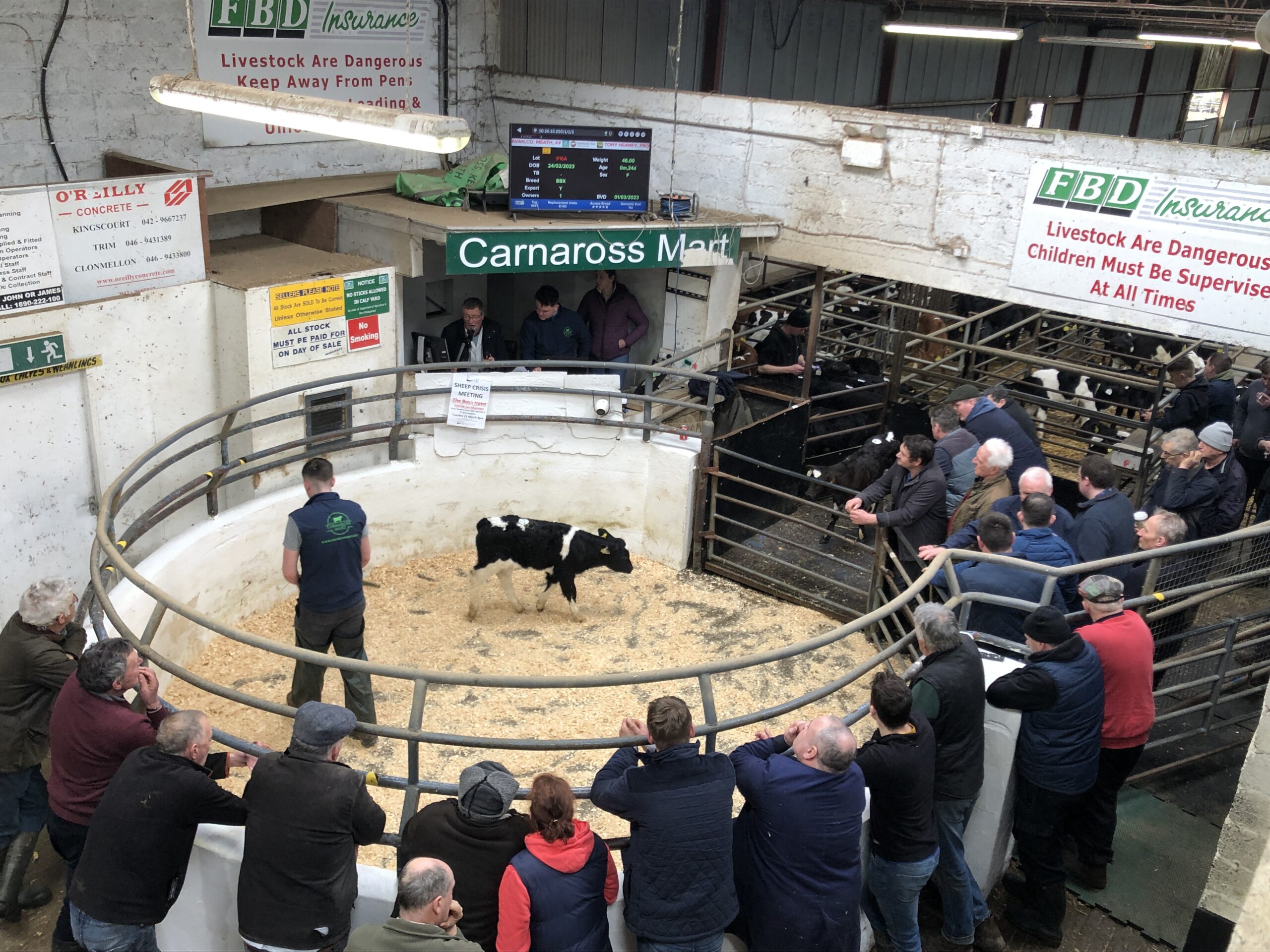 high demand for calves and bullocks at carnaross mart 1
