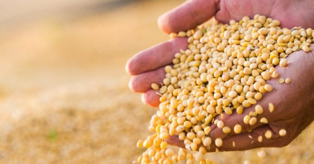 igc eleva projecao da safra global 2022 23 de graos para 2250 bilhoes de t portal dbo